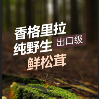 云山采松茸貴賓體驗