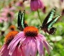 蝶！蝶！蝶！蝶！蝶！蝶！蝶！蝶！蝶！蝶！蝶！