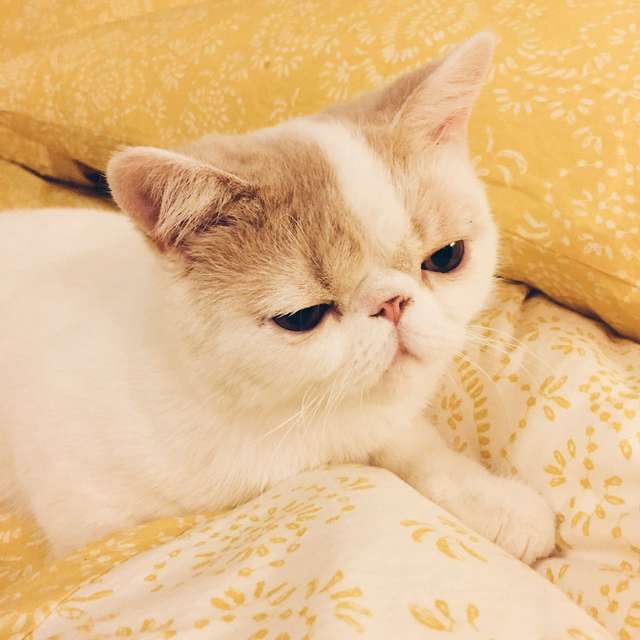 《一年工作报告》——Mi lasuo