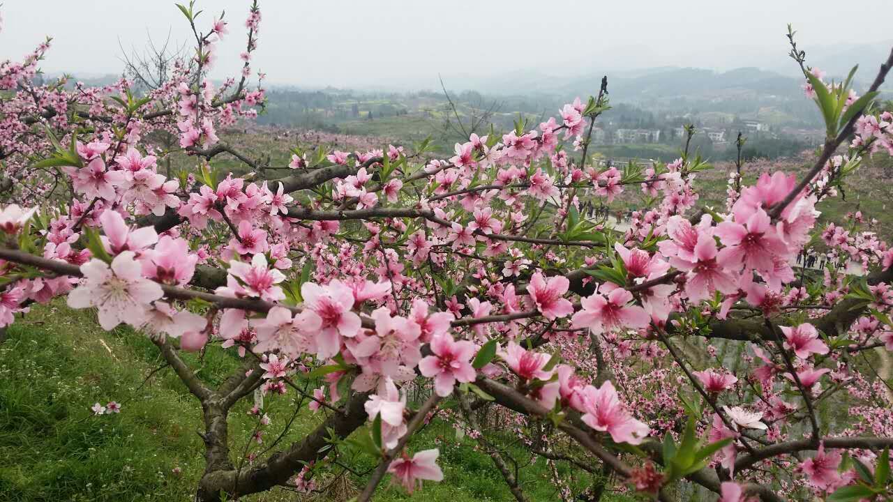 大竹賞花